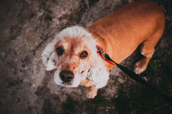 Närbild Hund — Stockfoto