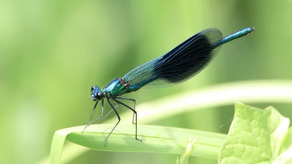 Gros Plan Demoiselle Baguée Calopteryx Splendens Perché Sur Plante — Photo