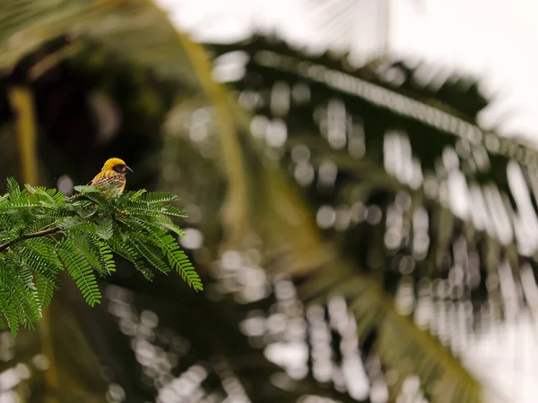 Selektivní Zaostření Žlutého Tkalcovského Ptáka Sedícího Větvi Stromu — Stock fotografie