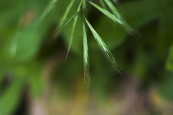 Eine Selektive Fokusaufnahme Von Grünem Haferflocken Auf Verschwommenem Hintergrund — Stockfoto