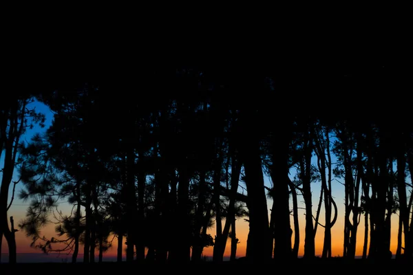 Uma Silhueta Árvores Altas Uma Floresta Durante Belo Pôr Sol — Fotografia de Stock