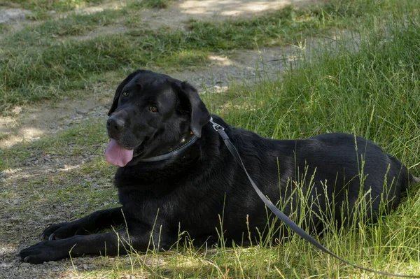 Bel Labrador Nero Grande Sdraiato Sull Erba — Foto Stock