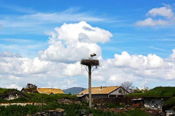 曇り空の下 村の巣に鶴の鳥のクローズアップ — ストック写真