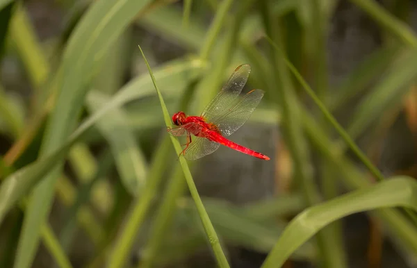 Una Toma Selectiva Enfoque Una Libélula Roja Posada Hierba —  Fotos de Stock