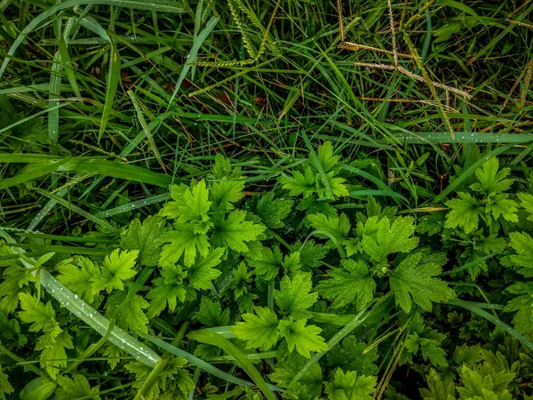 Eine Aufnahme Der Beiden Gleichmäßig Geteilten Kontrastierenden Grünpflanzen Die Nebeneinander — Stockfoto