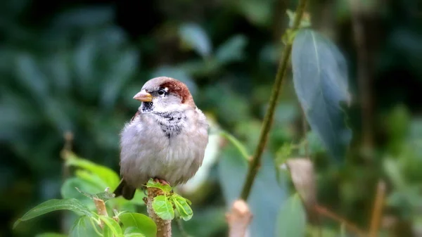 Gros Plan Moineau Perché Sur Branche — Photo