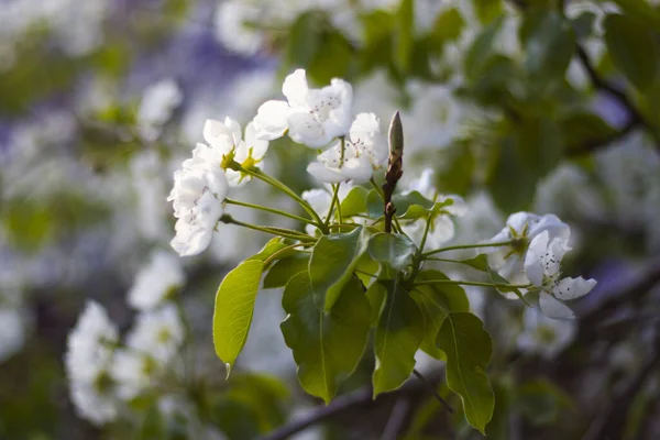 Gros Plan Fleurs Cerisier Sur Les Branches Des Arbres — Photo