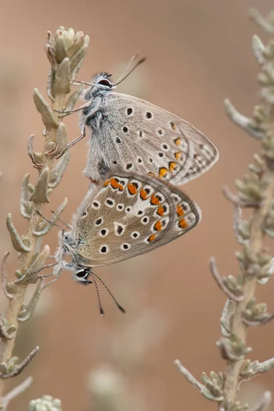 라이카에 의짝짓기 나비들의 매크로 — 스톡 사진