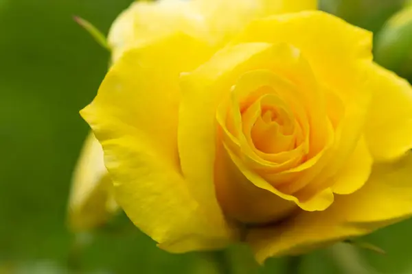 Enfoque Selectivo Florecimiento Flor Rosa Amarilla Jardín — Foto de Stock