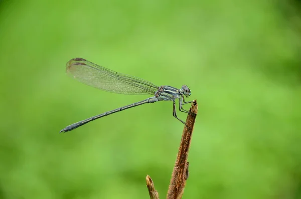 Nahaufnahme Einer Grünen Libelle Auf Einem Ast Vor Grünem Hintergrund — Stockfoto