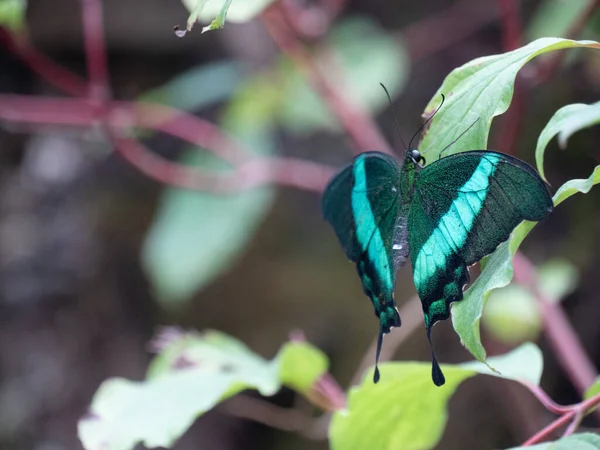 Enfoque Selectivo Una Mariposa Azul Sentada Sobre Una Hoja Con —  Fotos de Stock