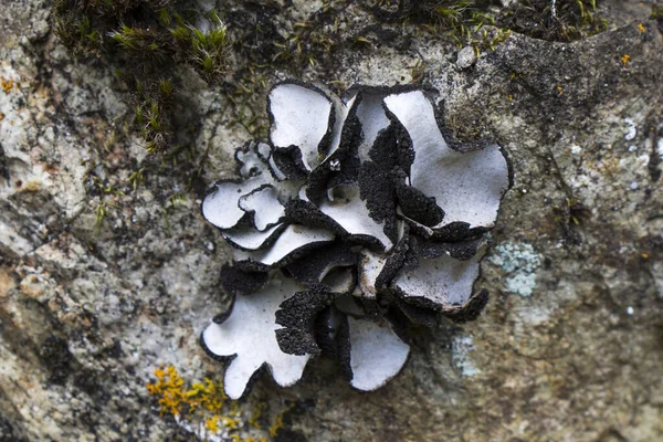 Primer Plano Parmelia Surcado Tronco Árbol — Foto de Stock