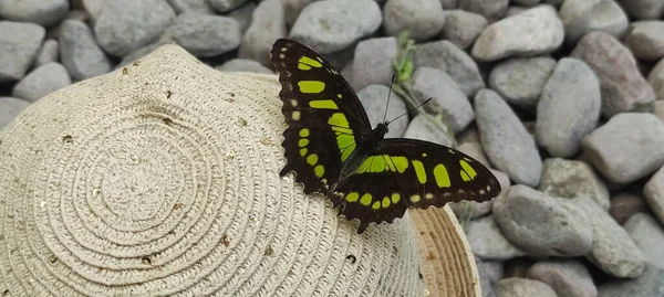 Primer Plano Una Mariposa Verde Golpe Con Piedras Fondo —  Fotos de Stock