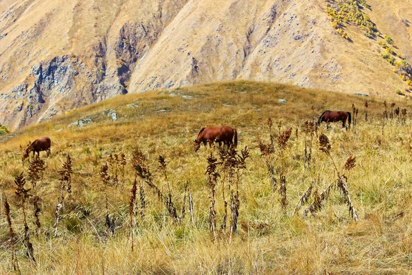 들판에서 말들의 — 스톡 사진