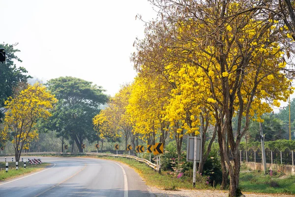 Belle Tabebuia Aureas Poussant Long Route — Photo