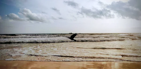 Ворона Летящая Над Вспененными Волнами Ударяется Берег Моря — стоковое фото