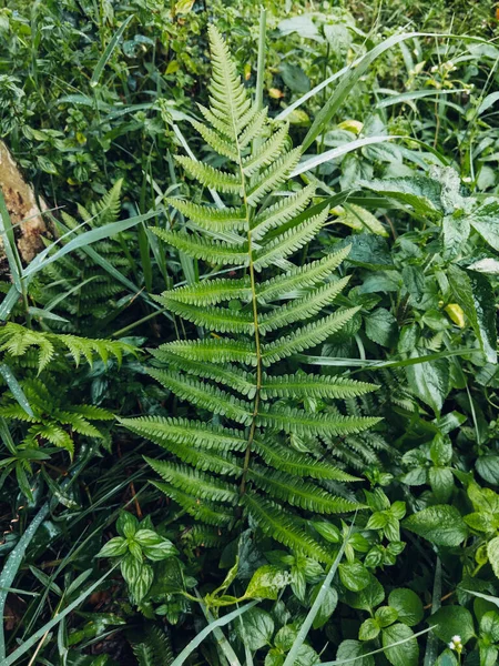 Tiro Vertical Plantas Diferentes Que Crescem Ambiente Selvagem Natural — Fotografia de Stock
