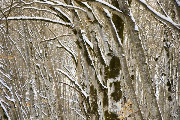 Uma Vista Arrepiante Árvores Cobertas Neve Floresta Sabaduri Geórgia — Fotografia de Stock