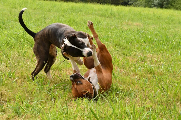 Dois Cães Americanos Staffordshire Terrier Brincando Juntos — Fotografia de Stock