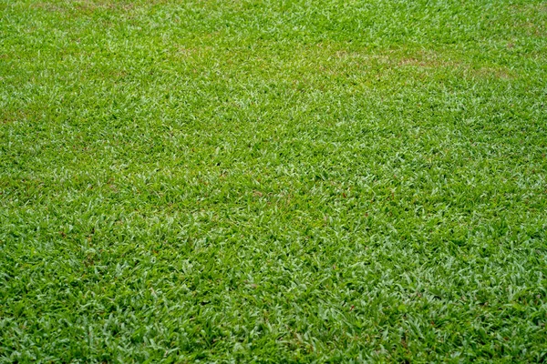Свіжа Зелена Трава Парку — стокове фото