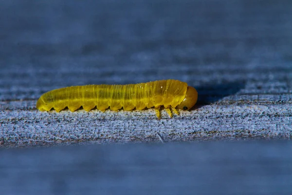Closeup Shot Yellow Caterpillar — Stock Photo, Image