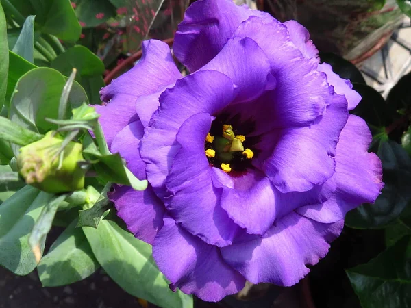 Close Uma Bela Flor Gentios Roxo Crescendo Cercado Por Vegetação — Fotografia de Stock