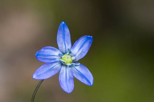 Selective Focus Siberian Squill Flower Blooming Botanical Garden — Stock Photo, Image