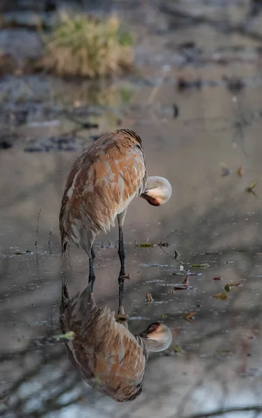 Bird Lake Surface — Stock Photo, Image