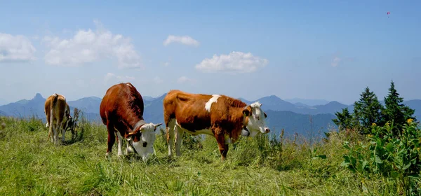 Ein Vieh Weidet Auf Den Hügeln — Stockfoto