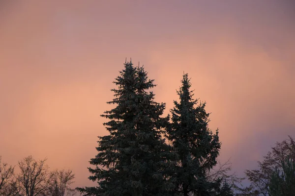 Belo Tiro Árvores Verdes Enormes Com Nuvens Roxas Rosa Fundo — Fotografia de Stock