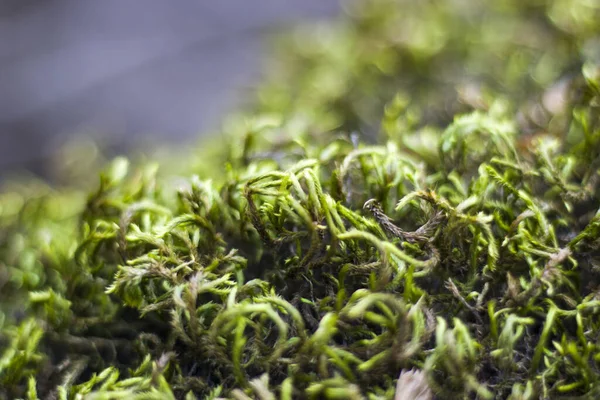 Tiro Selectivo Del Foco Del Musgo Verde Del Sphagnum — Foto de Stock