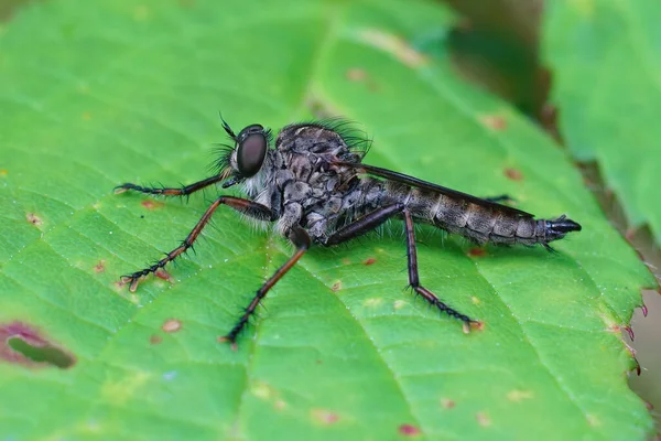 Tiro Close Robberfly Kite Tailed Uma Folha Verde — Fotografia de Stock