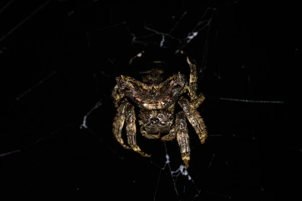 Detailní Záběr Pavouka Webu Černým Pozadím — Stock fotografie