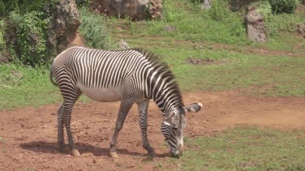 Zebra Trawie — Wideo stockowe