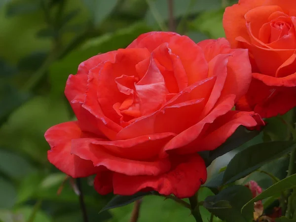 Closeup Shot Vibrant Red Garden Roses Surrounded Dark Green Leaves — Stock Photo, Image