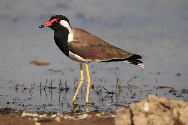 Een Close Shot Van Een Rood Wattled Kievit Neergestreken Een — Stockfoto