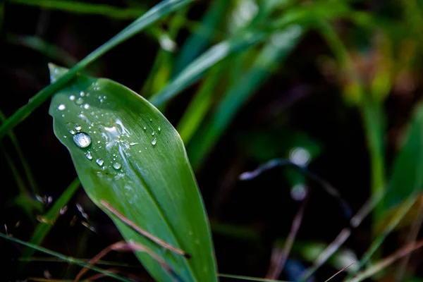 Selective Focus Shot Leaves Dew Top Daylight — Stock Photo, Image