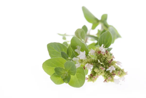 Sebuah Gambar Closeup Bunga Oregano Mekar Terisolasi Pada Latar Belakang — Stok Foto