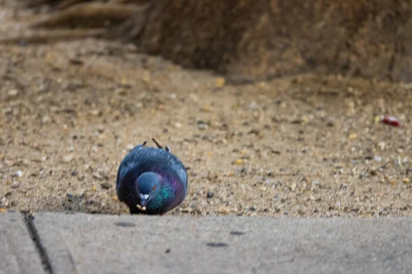 Beau Pigeon Nourrissant Grains Dans Nature — Photo