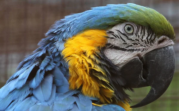 Крупним Планом Красивий Барвистий Папуга Макаве Зоопарку — стокове фото
