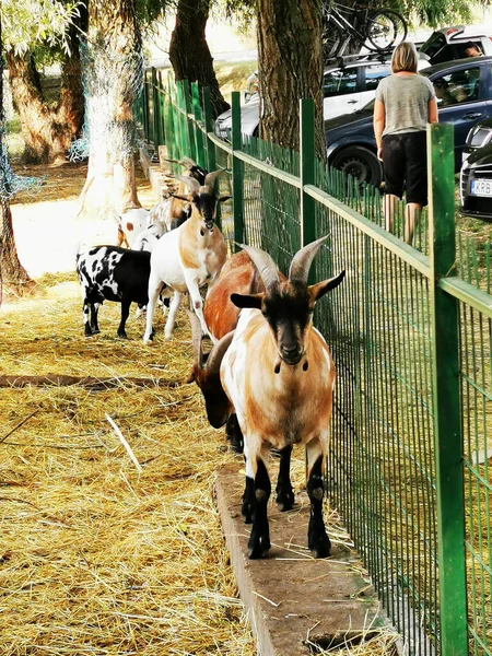 Coup Vertical Chèvres Dans Zoo Sous Lumière Soleil Jour Été — Photo