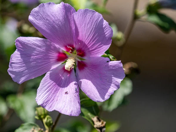 Selective Focus Shot Blooming Purple Hibiscus Flowers Garden — Stock Photo, Image