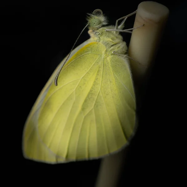 Una Linda Mariposa Verde Con Alas Grandes —  Fotos de Stock