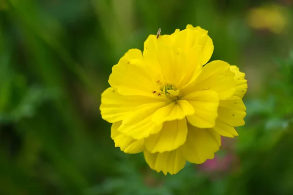 Ein Schöner Blick Auf Einen Garten Mit Asteroidenblumen — Stockfoto