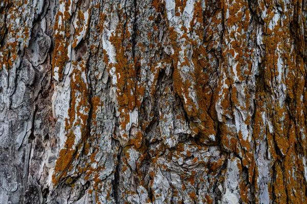 Sebuah Tekstur Kayu Ditutupi Dengan Lichen — Stok Foto