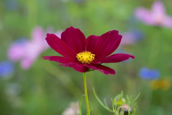 Una Flor Morada Oscura Con Fondo Borroso — Foto de Stock