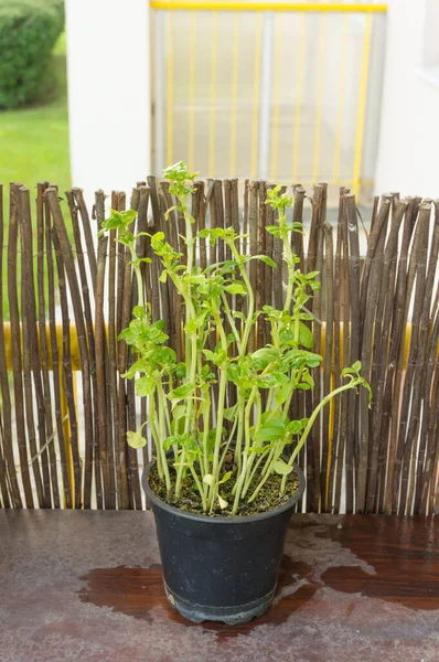 Eine Grüne Pflanze Der Schale Mit Dem Holzzaun Hintergrund — Stockfoto