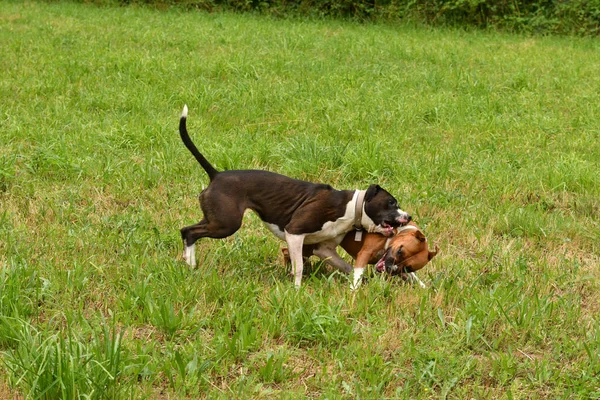 Dwa Amerykańskie Psy Staffordshire Terrier Bawią Się Razem — Zdjęcie stockowe