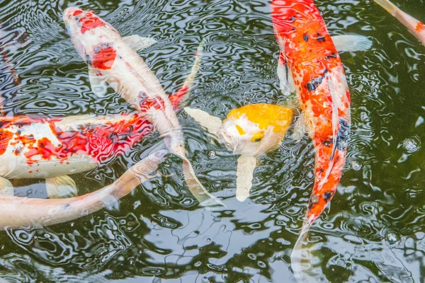 Ikan Mas Koi Berwarna Warni Sebuah Kolam Asia Tenggara — Stok Foto