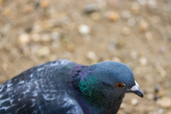 Detailní Záběr Holuba Putujícího Divočině — Stock fotografie